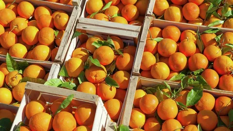 بهترین پرتقال شمال + قیمت خرید عالی